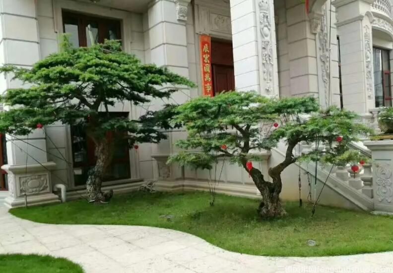 风水树有哪些？常见宅院风水树有哪些？