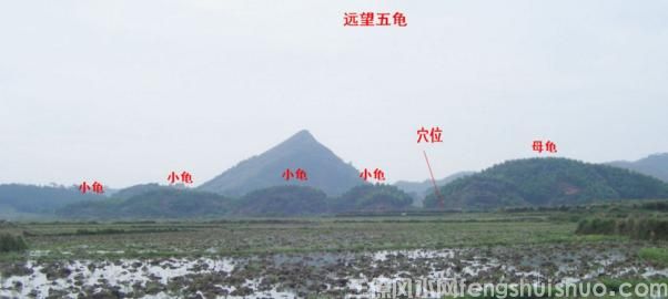 阴宅风水之五龟下田来饮水，新山穴点母龟头