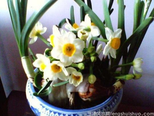 家里养什么花风水好？盘点10种促进住宅风水的花卉