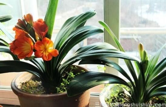 家里养什么花风水好？盘点10种促进住宅风水的花卉(图2)