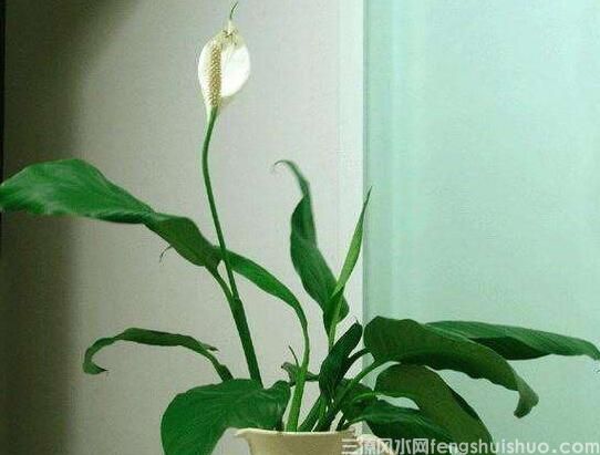 家里养什么花风水好？盘点10种促进住宅风水的花卉(图3)