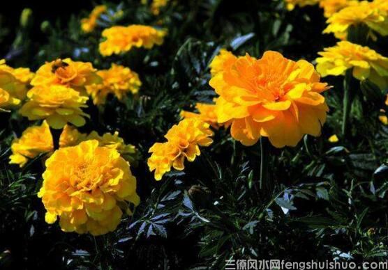 家里养什么花风水好？盘点10种促进住宅风水的花卉(图4)