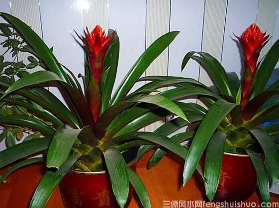 家里养什么花风水好？盘点10种促进住宅风水的花卉(图5)