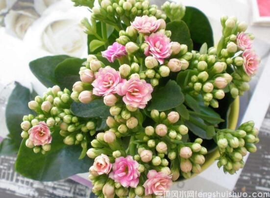 家里养什么花风水好？盘点10种促进住宅风水的花卉(图6)