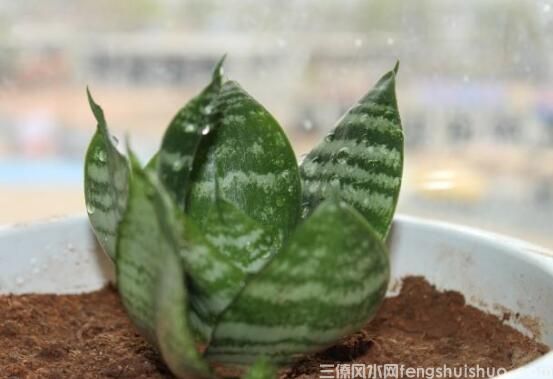 家里养什么花风水好？盘点10种促进住宅风水的花卉(图7)