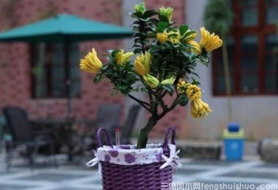 家里养什么花风水好？盘点10种促进住宅风水的花卉(图8)