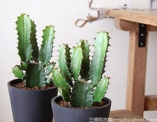 家里养什么花风水好？盘点10种促进住宅风水的花卉(图9)