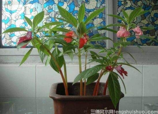 家里养什么花风水好？盘点10种促进住宅风水的花卉(图10)