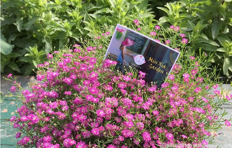 阳台种满天星对运势的影响有哪些？