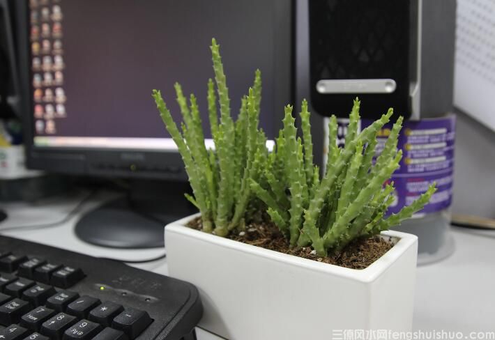 办公室摆放仙人掌的风水知识