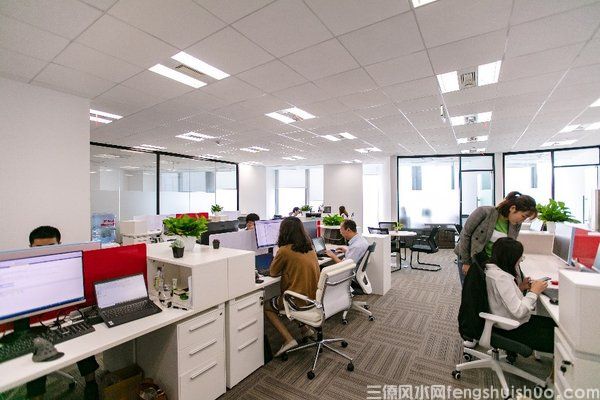 12生肖办公室旺财植物盘点，看看你是哪个!