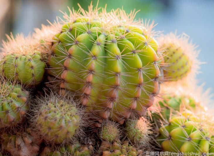 风水学说仙人球开花，仙人掌开花是什么兆头好吗？