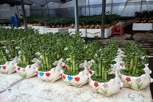 富贵竹风水摆放三不要，富贵竹摆放风水(图1)