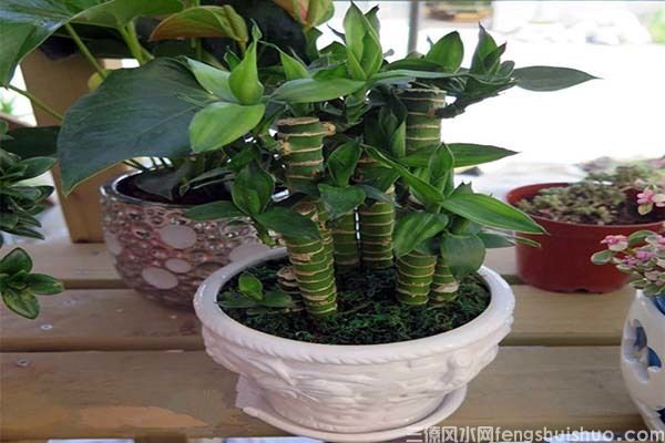 富贵竹风水摆放三不要，富贵竹摆放风水(图2)