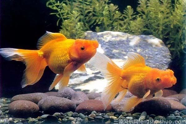 家中养鱼6大风水禁忌，养鱼风水