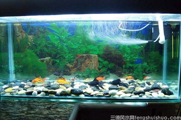 家中养鱼6大风水禁忌，养鱼风水(图2)
