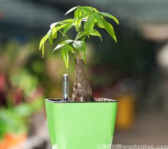 发财树风水摆放三不要,发财树风水摆放三要点!(图2) 发财树风水摆放三不要,发财树风水摆放三要点!(图2)