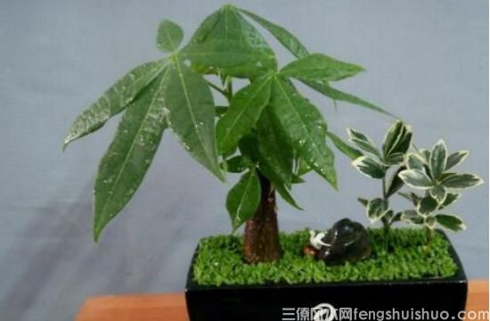 发财树风水摆放三不要,发财树风水摆放三要点!(图3) 发财树风水摆放三不要,发财树风水摆放三要点!(图3)