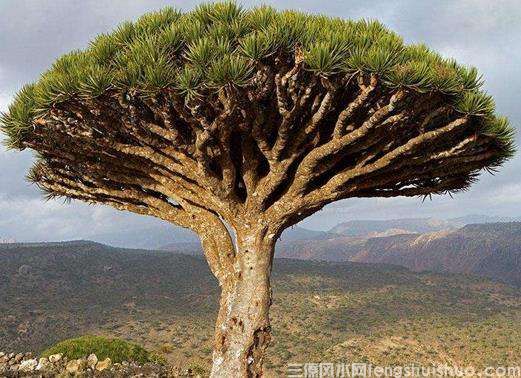 龙血树的寓意与风水禁忌