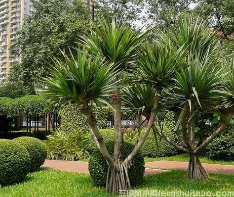 龙血树的寓意与风水禁忌(图2)