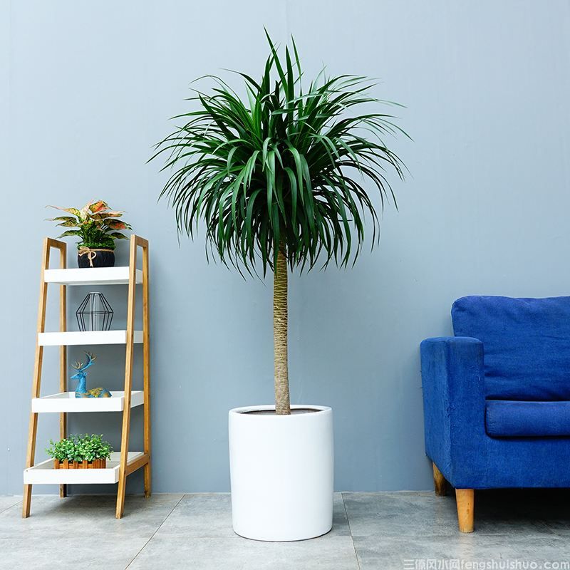 龙血树的寓意与风水禁忌(图3)