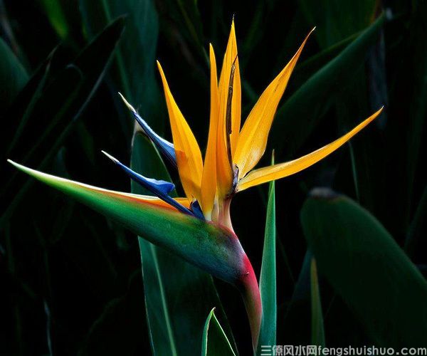 天堂鸟放客厅风水好吗?