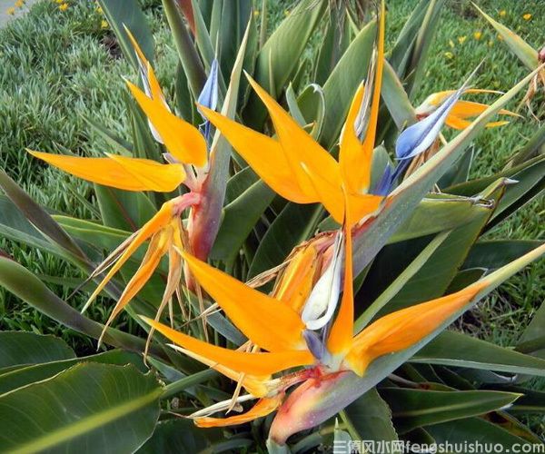 天堂鸟放客厅风水好吗?(图2)