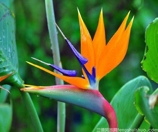 天堂鸟放客厅风水好吗?(图3)