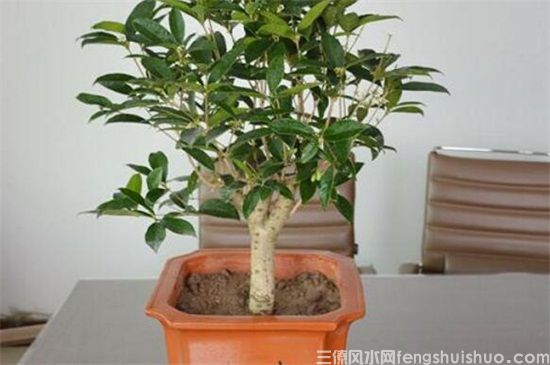 桂花树的风水禁忌，这4个地方不能放桂花树！