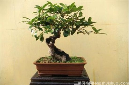 桂花树的风水禁忌,这4个地方不能放桂花树!(图2) 桂花树的风水禁忌,这4个地方不能放桂花树!(图2)