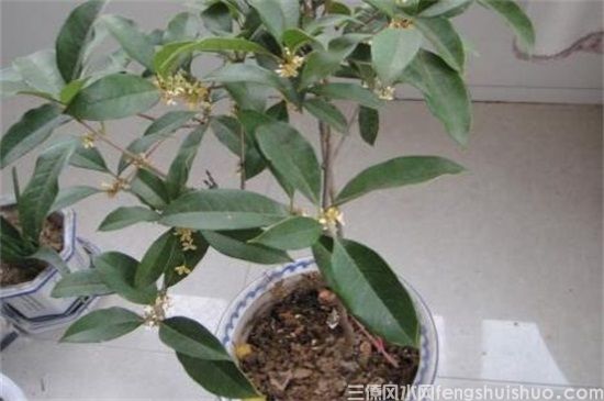 桂花树的风水禁忌,这4个地方不能放桂花树!(图3) 桂花树的风水禁忌,这4个地方不能放桂花树!(图3)