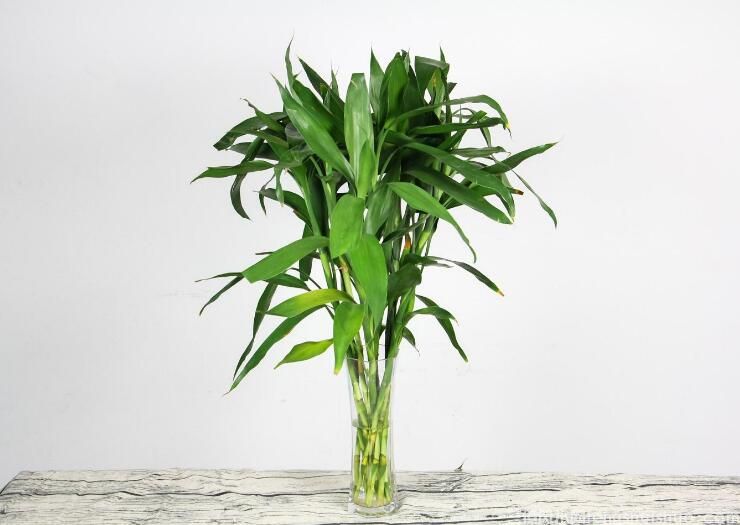 风水里最吉祥的花有哪些？