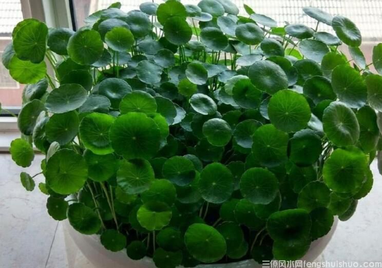 风水里最吉祥的花有哪些？(图2)