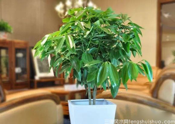 风水里最吉祥的花有哪些？(图3)