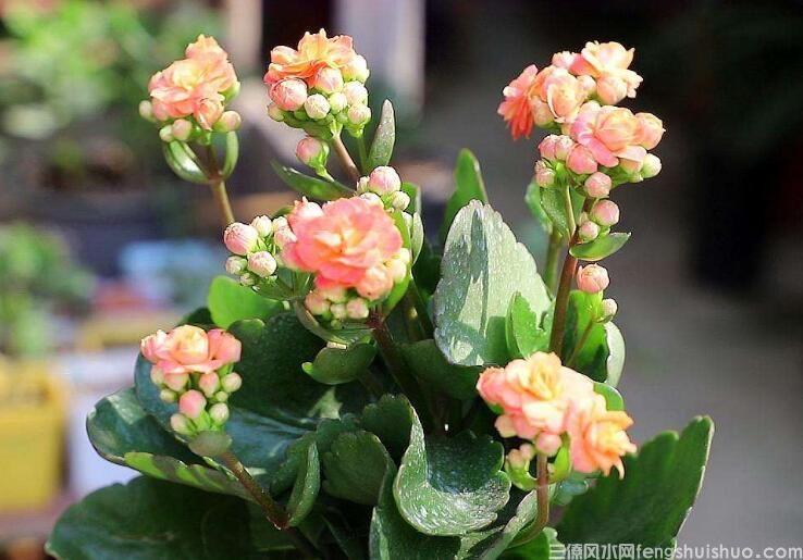 风水里最吉祥的花有哪些？(图4)