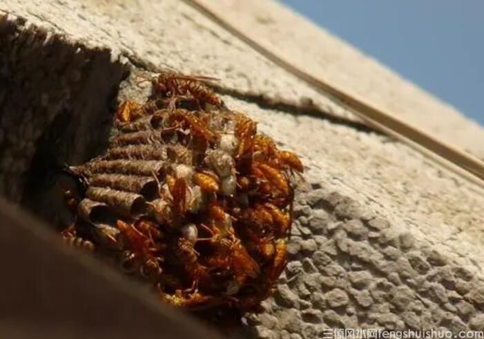 风水易经家有蜂巢预示，黄蜂入宅做窝是福是祸？