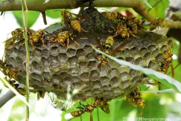 风水易经家有蜂巢预示，黄蜂入宅做窝是福是祸？(图2)