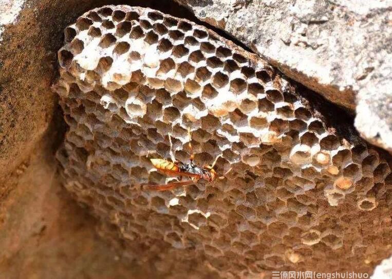 风水易经家有蜂巢预示，黄蜂入宅做窝是福是祸？(图3)