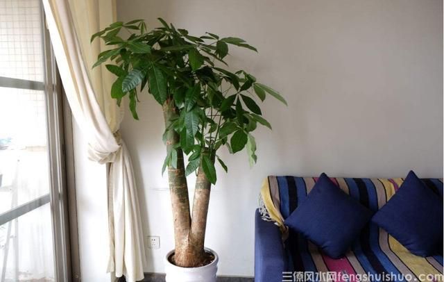 客厅放什么植物好风水又好养还招财？必须是这四种！