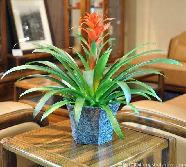 客厅放什么植物好风水又好养还招财？必须是这四种！(图4)