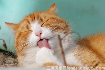 捡猫回家风水有个说法？捡猫真的会不吉利吗？