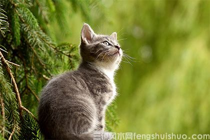 捡猫回家风水有个说法？捡猫真的会不吉利吗？(图2)