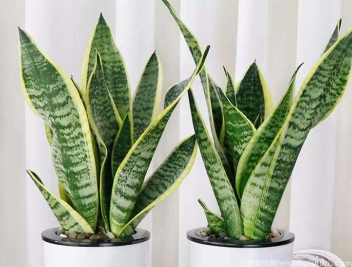 虎皮兰风水摆放三不要，虎皮兰风水禁忌！