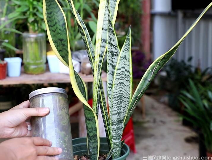 虎皮兰风水摆放三不要，虎皮兰风水禁忌！(图2)